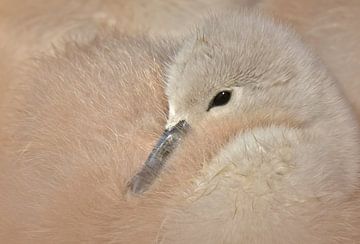 Mute swan chick by Maickel Dedeken