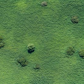 Luchtfoto groene vlakte met enkele boompjes van aerovista luchtfotografie
