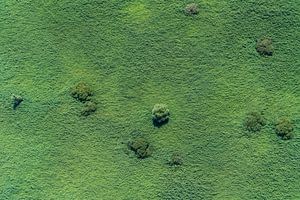 Luftaufnahme grüne Ebene mit ein paar Bäumen von aerovista luchtfotografie