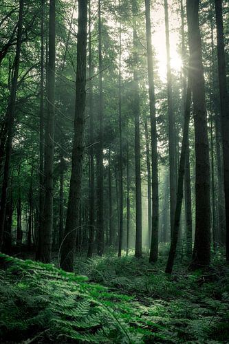 Zonnestralen in een bos vol varens