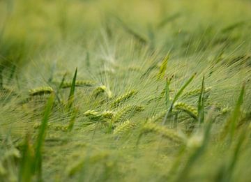 Swaying Green Wheathemp by Anja den Bok