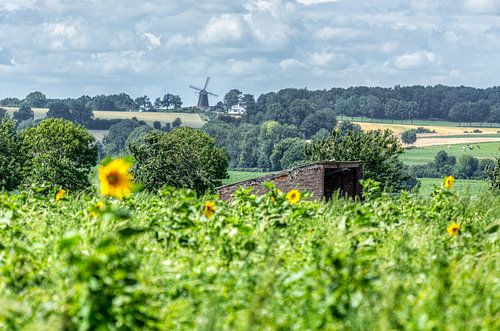 Zonnebloemen in Simpelveld