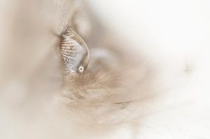 Subtil (goutte sur un duvet)