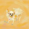 Hund Chihuahua orange von Go van Kampen