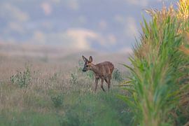 Un jeune chevreuil se tient le matin dans une prairie près d'un champ de maïs. sur Mario Plechaty Photography