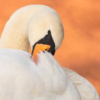 Portrait of a Mute Swan