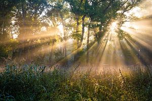Bäume im Sonnenaufgang