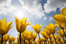 Tulpen von Cees van Valen