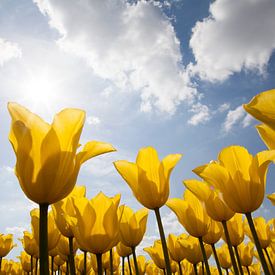 Tulpen von Cees van Valen