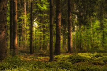 Waldlandschaft mit Sonnenschein und frischem Grün.