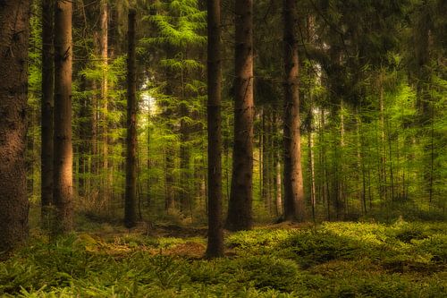 Waldlandschaft mit Sonnenschein und frischem Grün.