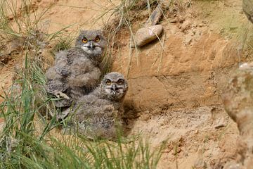 Eagle Owls ( Bubo bubo ), two young chicks, hiding behind grass in a sand pit, watching, panting in 