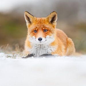 vos in de sneeuw van Pim Leijen