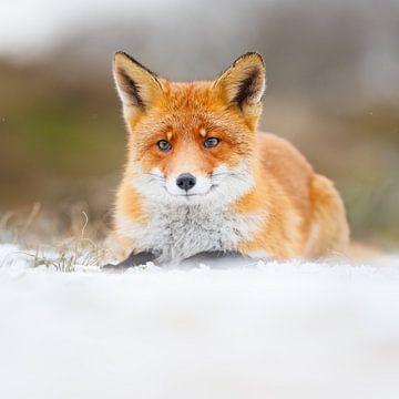 Fuchs im Schnee von Pim Leijen