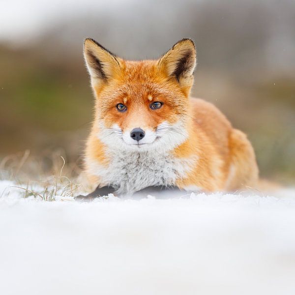 vos in de sneeuw van Pim Leijen