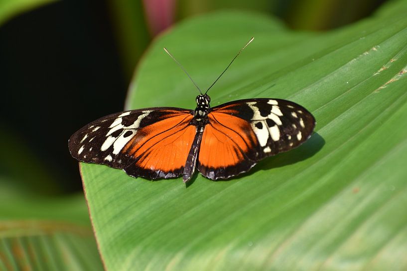 The passionflower butterfly enjoys the sunshine. by Karin van der veen