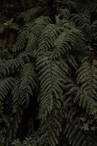 DARK FERN FOREST