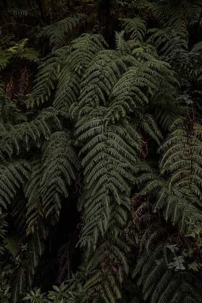 FERNWALD von Melchior | Lifestyle Art Photography
