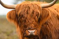 Portrait of a Scottish highland cattle