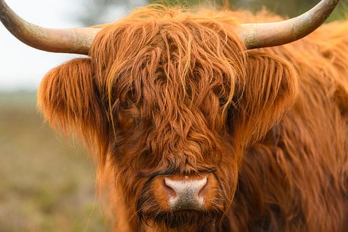 Schotse Hooglander close up portret