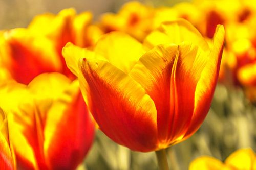 Geel en rood gekleurde tulp