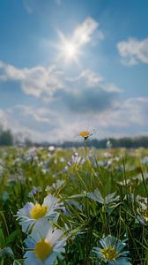 Blumen mit Himmel
