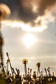 Dandelion by Frank Slaghuis