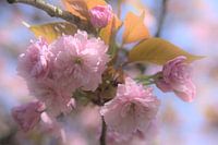 Fleurs roses, fleur d'arbre