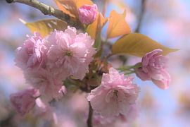 Flowers in pink, tree blossom