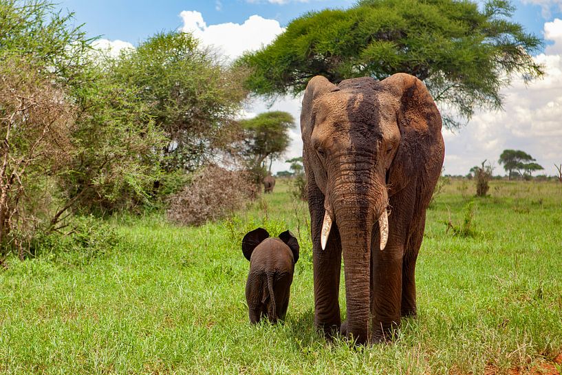 Elephants Tarangire by Peter Michel