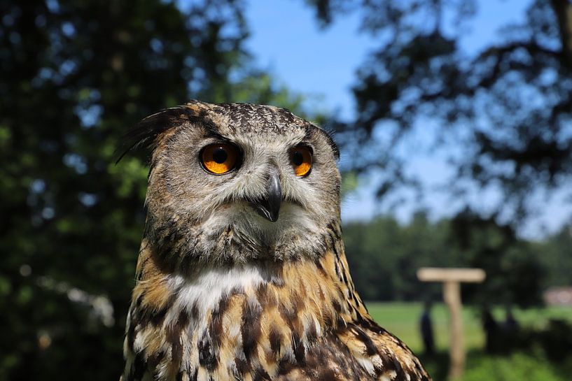 Oehoe von Marco Schuurman