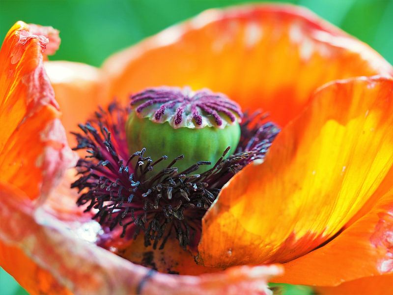Mohn von Christel Zûm Grotenhoff