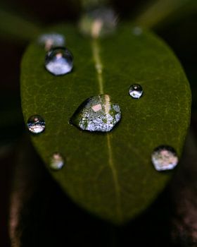 Regendruppel op blad (Macro, verticaal)