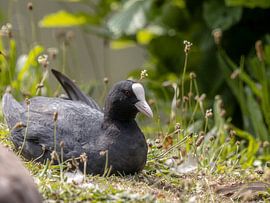 Just enjoy the sun in the morning by Harald Schottner