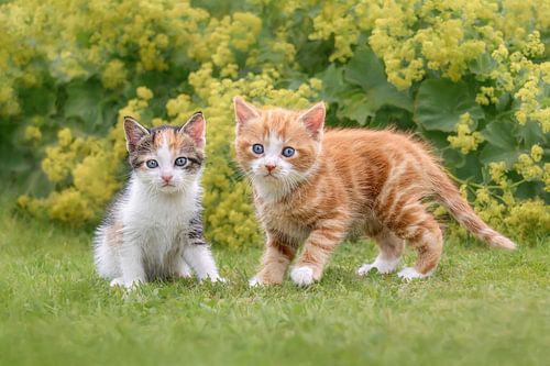 Twee babykatjes in een tuin