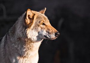 Das Gesicht eines Wolfes im Profil ist wunderschön von der gelben untergehenden Sonne geweiht, von Michael Semenov