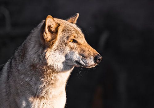 The face of a wolf in profile is beautifully consecrated by the yellow setting sun,