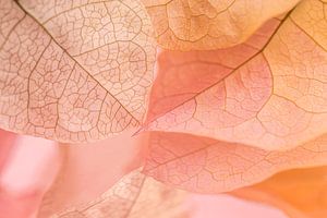 Rosa und zartes Orange in Pastellfarben: Blütenblätter auf Lanzarote