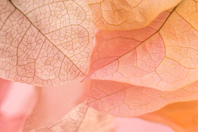 Pink and soft orange pastel colours: Petals in Lanzarote by Marjolijn van den Berg