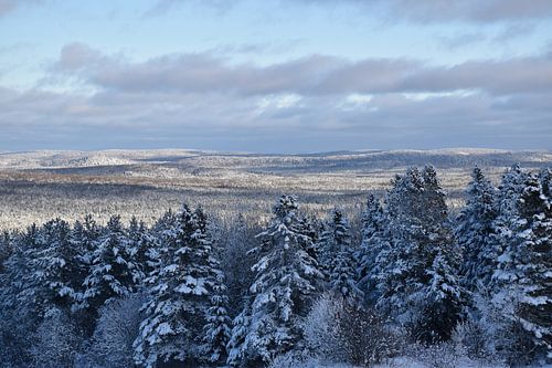 Une forêt enneigée après la tempête