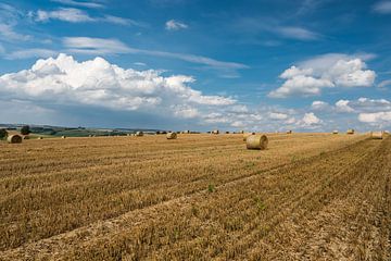 Yellow wheat fields and green surroundings on rural farmland in