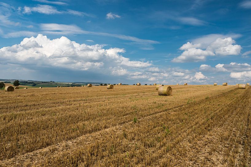 Yellow wheat fields and green surroundings on rural farmland by Werner Lerooy