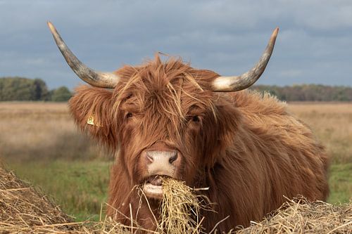 schotse hooglander, stoer , rund