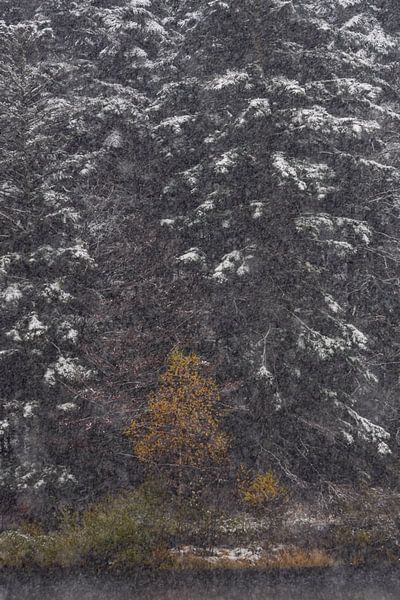 Eine herbstliche Birke im Angesicht des Winters von Julien Beyrath