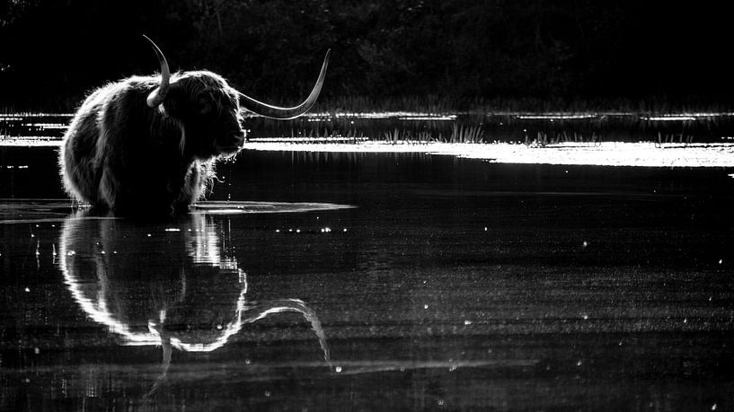 Highland cattle. by Robert Moeliker