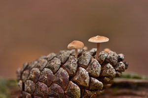 Mushroom by John Leeninga