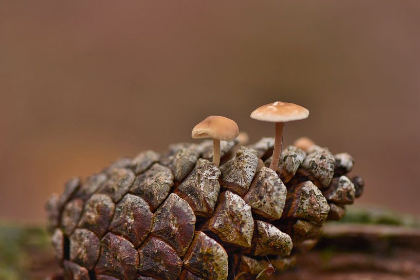 Pilz von John Leeninga
