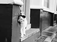 The cat in the street