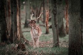 Deer in Meijendel by Nicole Geerinck