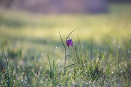 Lapwing flower in the field
